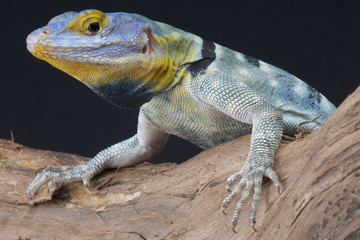 Blue rock lizard / Petrosaurus thalassinus