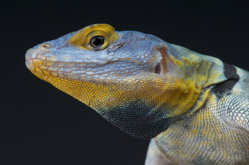 Blue rock lizard / Petrosaurus thalassinus