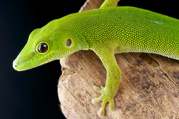 Pemba island day gecko / Phelsuma parkeri