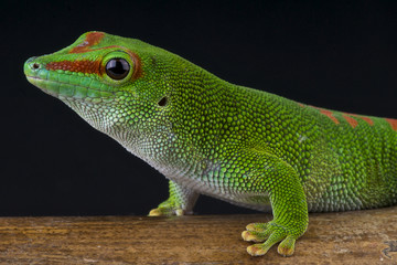 Naklejka premium Giant day gecko / Phelsuma madagascariensis grandis