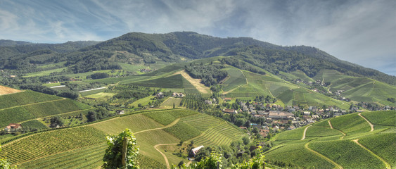 Weinberge im Schwarzwald