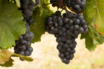 rote Trauben auf Weinstock