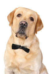 Obraz premium Labrador dog in studio