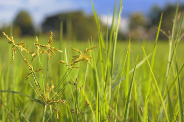 close up of fresh weed in  rice fields