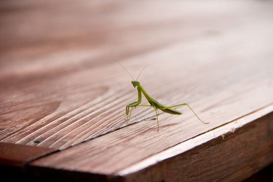 カマキリ