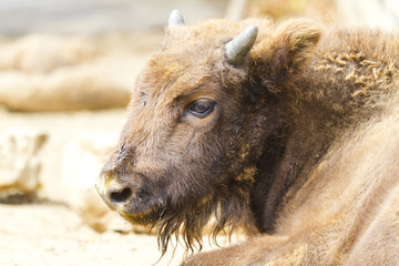 Fototapeta premium European bison