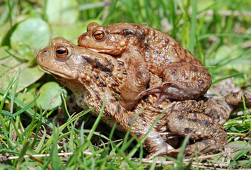 Common Toads Mating