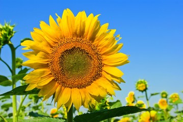 Fototapeta premium closeup sunflower on a blue sky background