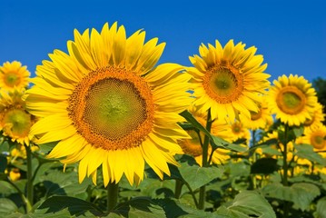beautiful closeup sunflowers