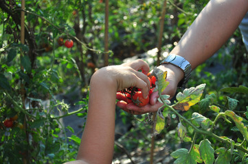 Bambino raccoglie pomodori biologici dalla mano della mamma