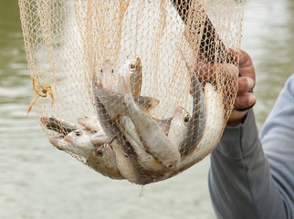 Fisherman hold a net with several small fish in it