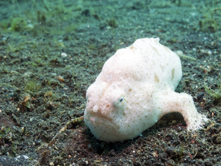 White Bougainville Frogfish, Lembeh Strait, Sulawesi.
