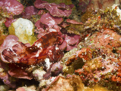 Leaf Scorpion Fish  Bunaken, Sulawesi.