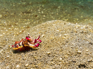 Flamboyant Cuttlefish, Lembeh strait, Sulawesi,