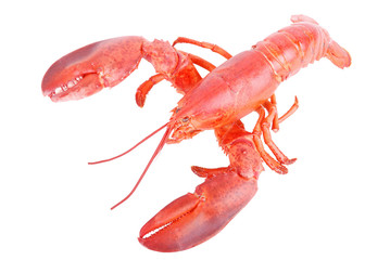 Lobster