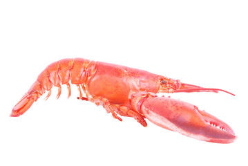 Lobster