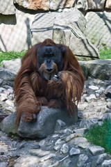 Obraz premium Orang Utan