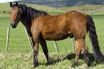 Horse in the field