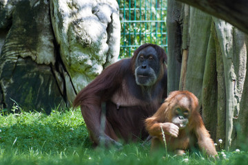 Orang Utan Mutter mit Baby