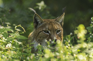 Wild Lynx in the austrian Forest