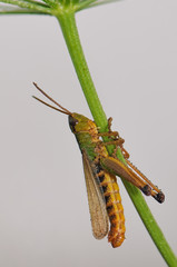 Grasshopper