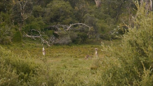 Wilde K&auml;ngurus