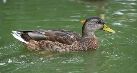 anatra