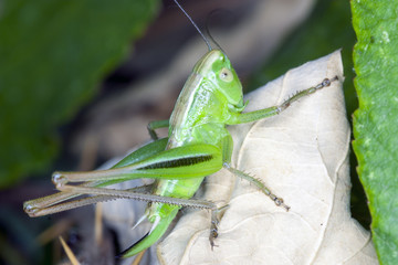 grasshopper on a dry leaf