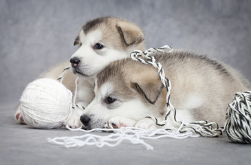 Two malamute puppies with a ball of string