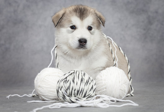 Malamute puppy with a ball of string