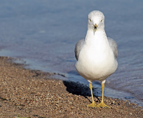 Seagull Standing On Beach - facing forward