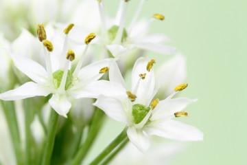 Fototapeta na wymiar 韮の花
