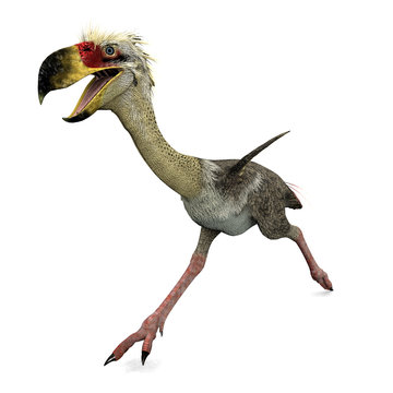 Terrorvogel Phorusrhacos