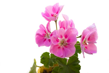 Pink flowers