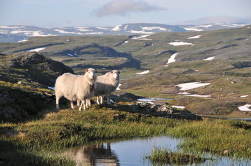 Obraz premium Schafe in der Hardangervidda