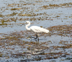 Little egret wading in shallow water