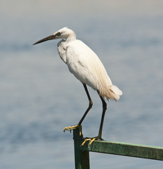 Little egret perched on a railing