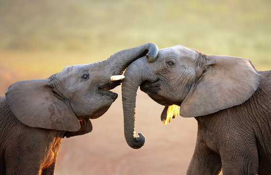 Fototapeta Elephants touching each other gently (greeting)