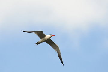 Caspian Tern (Hydroprogne caspia)
