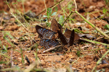 butterfly on the ground