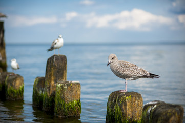 Möwe am Strand