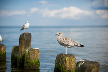 Möwe steht am Strand