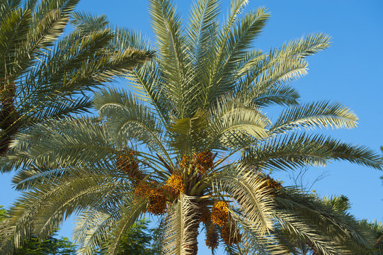 Top of a date palm tree