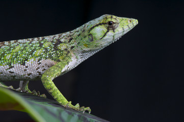 Monkey lizard / Polychrus marmoratus