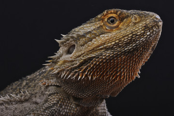 Fototapeta premium Bearded dragon / Pogona vitticeps