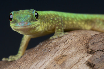 Comoros day gecko / Phelsuma robertmertensi © mgkuijpers