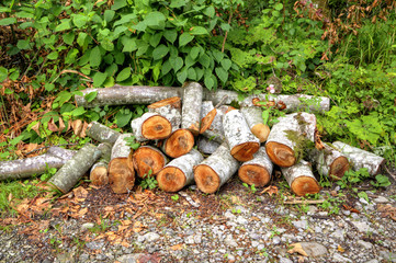 Brennholz im Wald