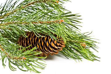 Christmas fir branch with cones