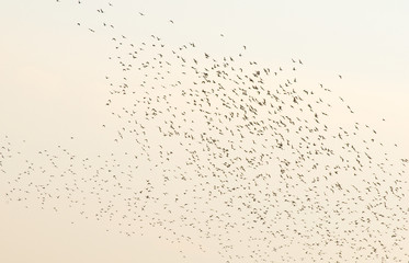 Common starling, Sturnus vulgaris