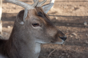 deer in the zoo